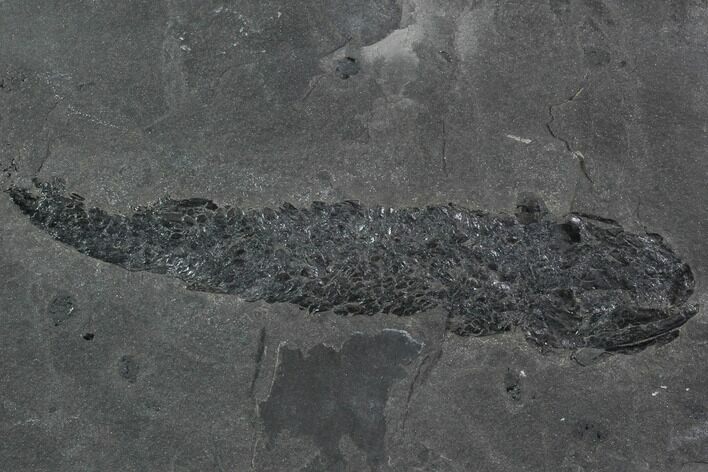 Devonian Lobed-Fin Fish (Osteolepis) - Scotland #98034